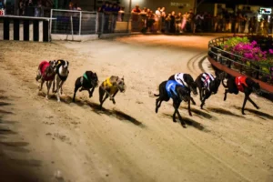 Bật Mí Cách Chơi Đua Chó Tại Fun88 Giúp Bạn Về Bờ An Toàn