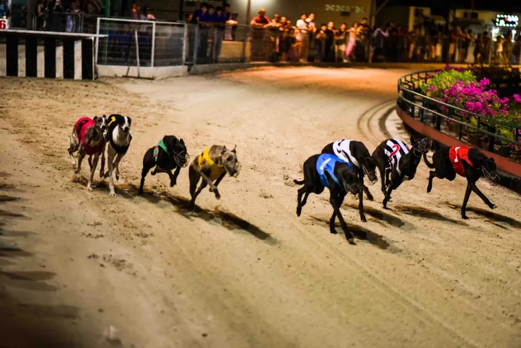 Bật Mí Cách Chơi Đua Chó Tại Fun88 Giúp Bạn Về Bờ An Toàn 1 Bật Mí Cách Chơi Đua Chó Tại Fun88 Giúp Bạn Về Bờ An Toàn