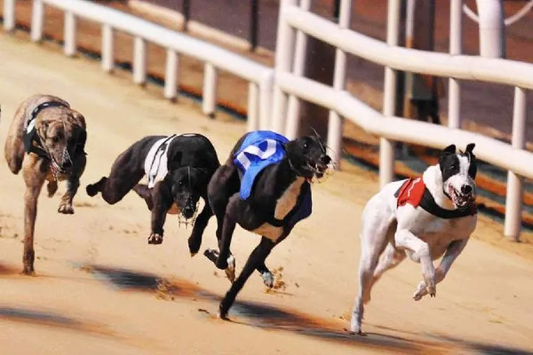 Bật Mí Cách Chơi Đua Chó Tại Fun88 Giúp Bạn Về Bờ An Toàn 2 Bật Mí Cách Chơi Đua Chó Tại Fun88 Giúp Bạn Về Bờ An Toàn